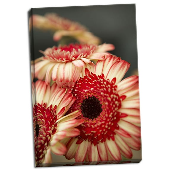 Gango Home Decor Red & White Daisies II by Karyn Millet (Ready to Hang); One 24x36in Hand-Stretched Canvas