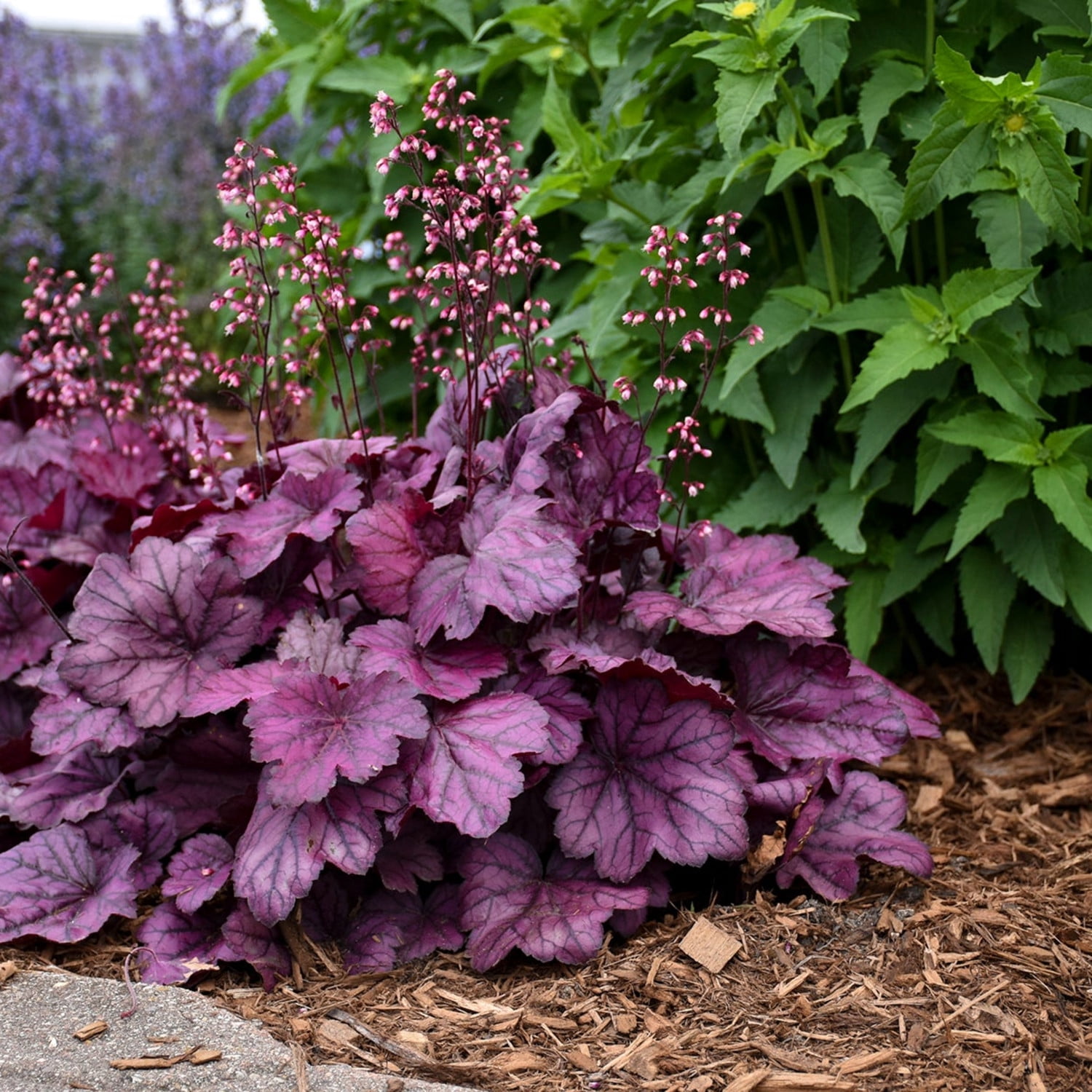 Proven Winners 6" Purple Primo 'Wild Rose' Coral Bells Live Plant in 6.5" Pot