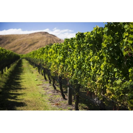 Vineyard at Clearview Estate Winery, Hastings, Hawkes Bay Region, North Island, New Zealand Print Wall Art By Matthew