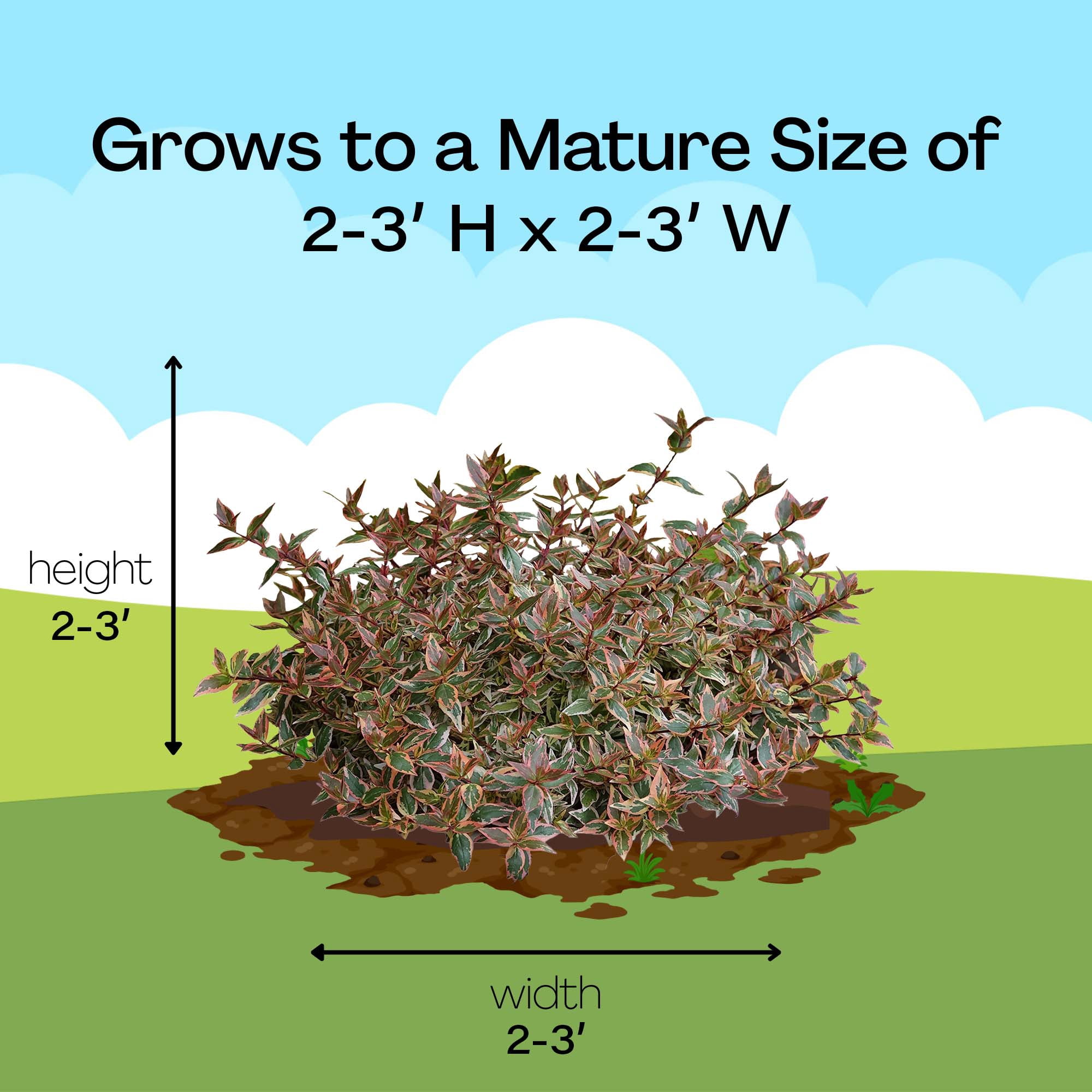 Proven Winners ColorChoice Tres Amigos Abelia Live Shrub (2 Gallon)