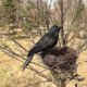 thumbnail image 4 of Feathered Crows Looking Realistic Crow, Black Feathered, 4 of 5