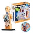 thumbnail image 1 of 3D Human Body Torso Model Assembly DIY Human Body Organ Teaching Tools, 1 of 5