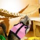 thumbnail image 4 of unbranded 4Ud Arnés Transpirable Para Mascotas Pequeñas Con Perfecto Para Paseos Y Juegos, 4 of 6