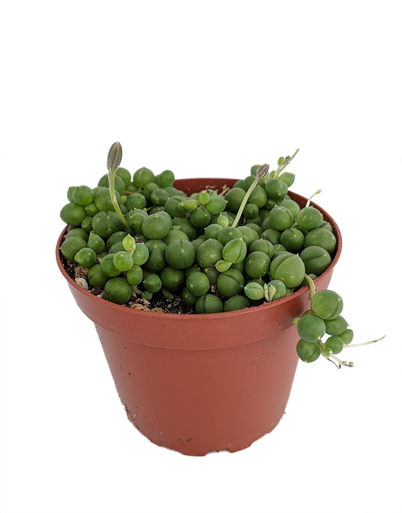 String of Pearls Senecio Live Plant Easy to Grow 4" Pot Best Gift