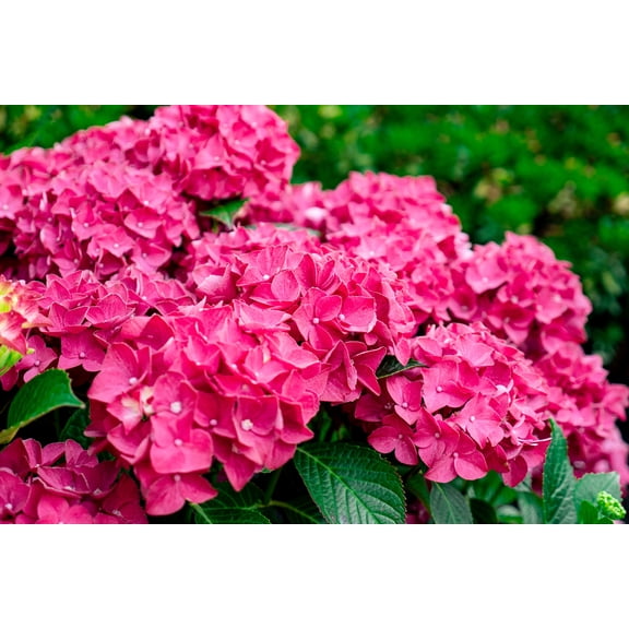 Jumbo Pint Drama Queen™ Bigleaf Hydrangea