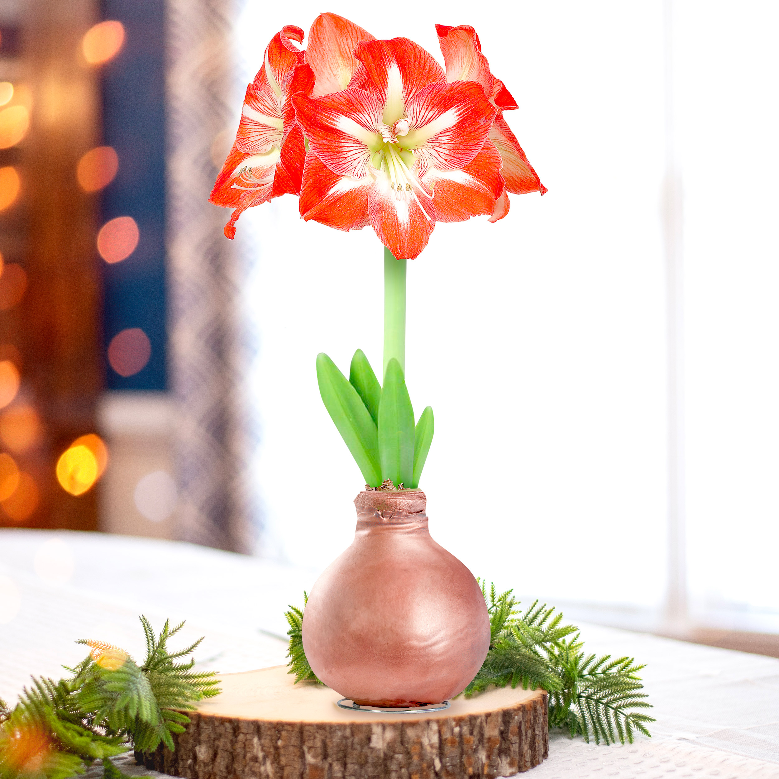 Garden State Bulb Minerva Waxed Amaryllis Flower Bulb, 30/32cm (Rose Gold Wax)