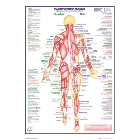 Human Body Major Posterior Muscles Poster - 24x36 - Walmart.com