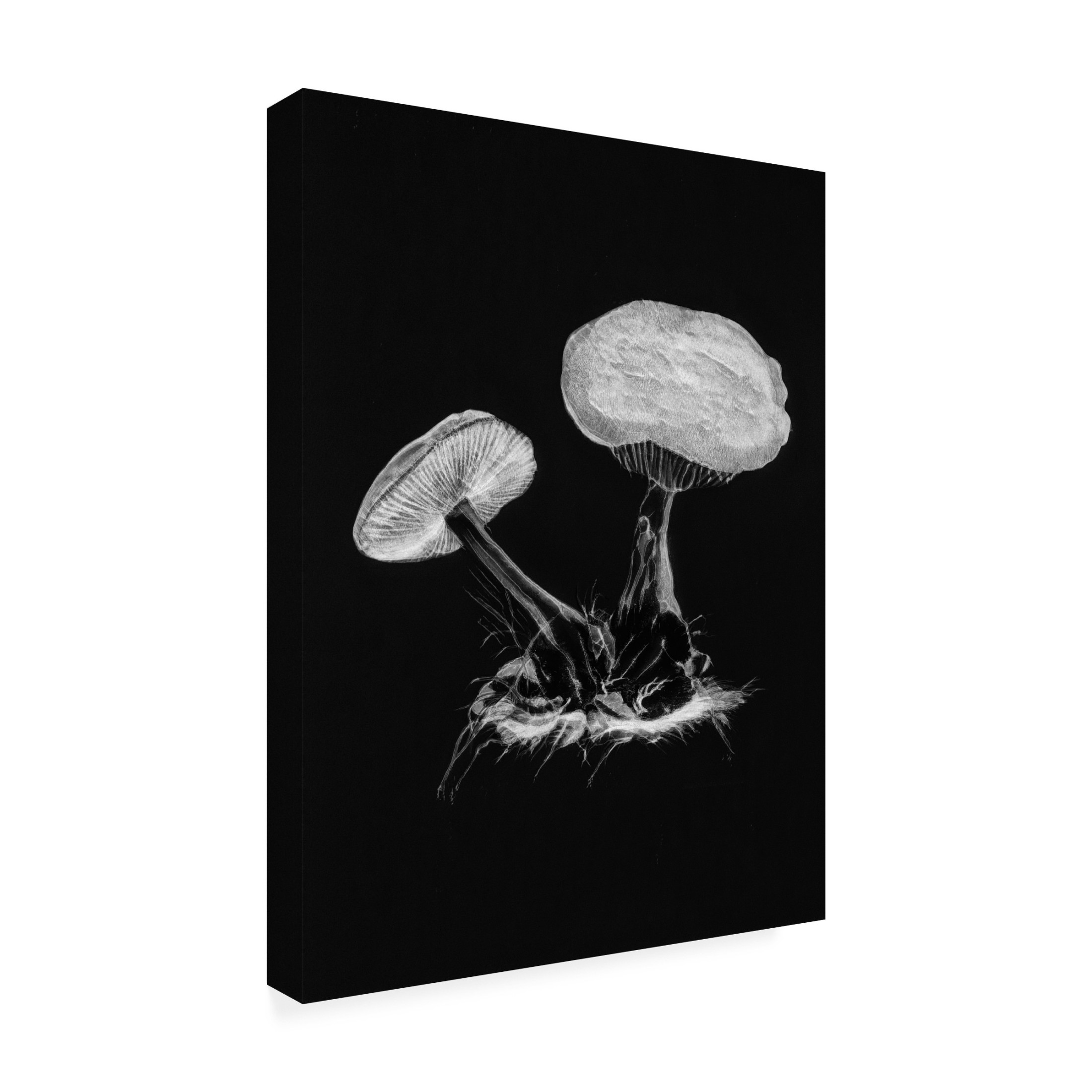 Trademark Fine Art Pictufy Vintage Violet Webcap Mushroom Dark BW Canvas Wall Art