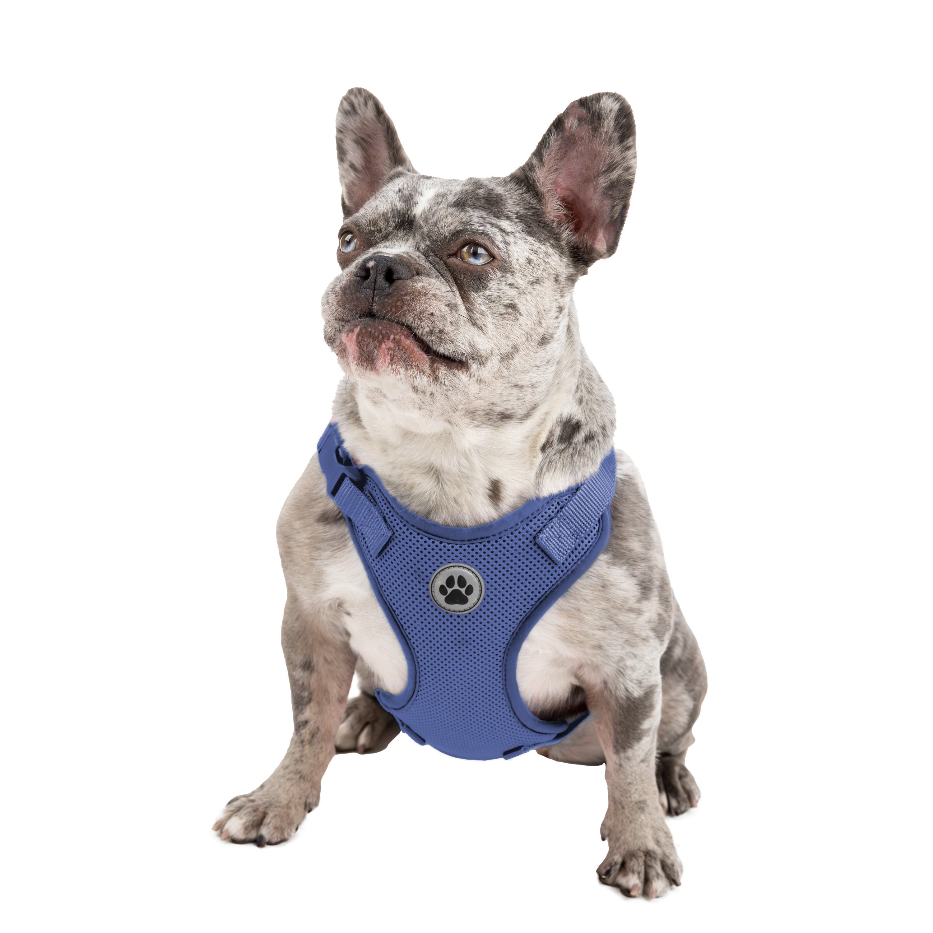 Vibrant Life Polyester Mesh Adjustable and Reflective Dog Walking Harness, Blue, M