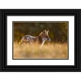 thumbnail image 1 of Leijen, Pim 24x17 Black Ornate Wood Framed with Double Matting Museum Art Print Titled - Last Light Fox, 1 of 4
