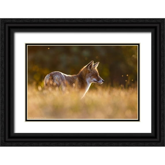 Leijen, Pim 24x17 Black Ornate Wood Framed with Double Matting Museum Art Print Titled - Last Light Fox