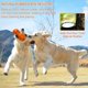 thumbnail image 5 of Juguetes Masticables Hswaye Naranja Indestructibles para Perros Median y Grandes, 5 of 7
