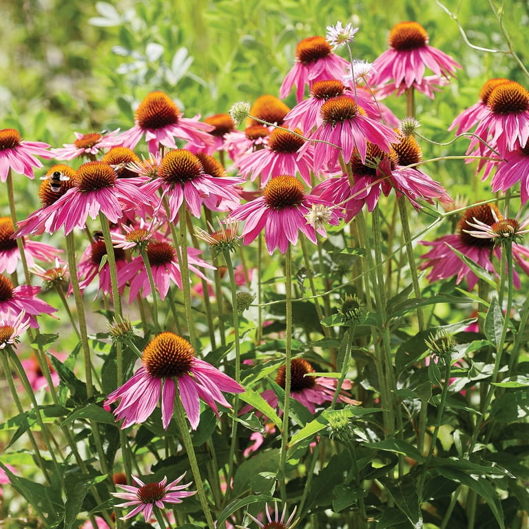 Expert Gardener Echinacea Purpurea (Set of 2 Dormant Bare Roots