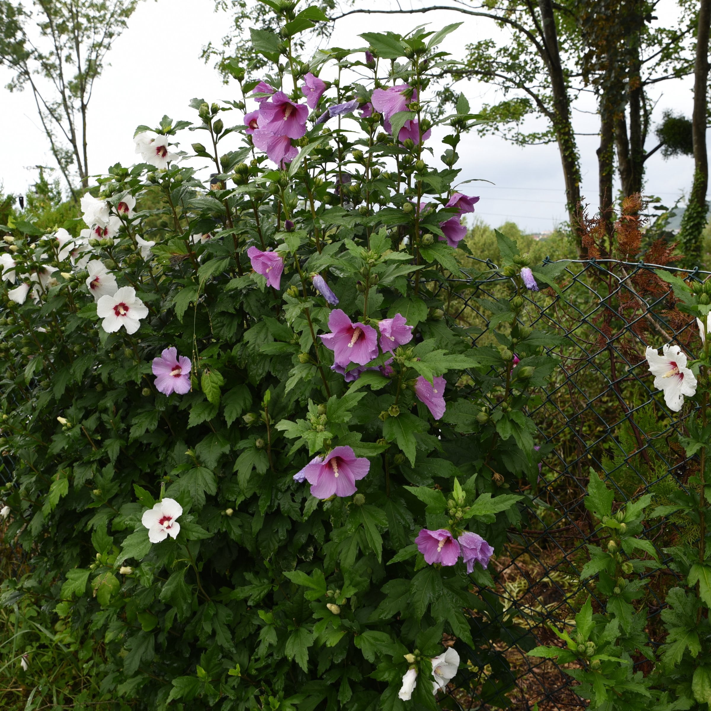 National Plant Network 3 gal. Hibiscus Purple Pillar Live Shrub
