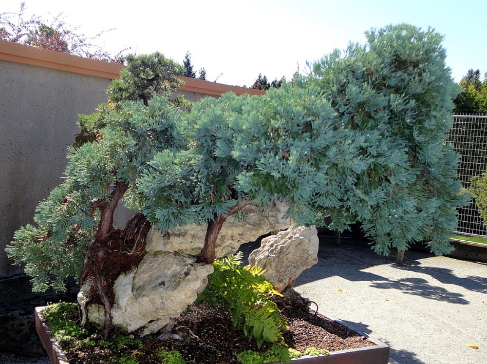 Carpet Juniper Turning Brown Carpet Vidalondon