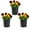 Red Yellow, variant on Expert Gardener Pansy Live Annual Plant, Multicolor Blotch, Full Sun, 3-Pack