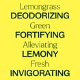 thumbnail image 4 of Plant Therapy Lemongrass Essential Oil 100% Pure, Undiluted, Natural Aromatherapy 10 mL (1/3 oz), 4 of 7