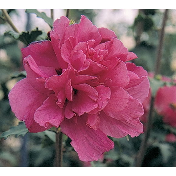 2G Hibiscus