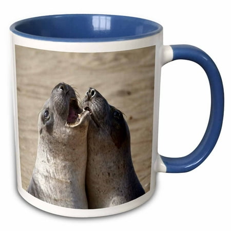 Piedras Blancas Elephant Seal - 3dRose Piedras Blancas Elephant Seal Rookery, California - US05 CHA0048 - Chuck Haney - Two Tone Blue Mug, 11-ounce