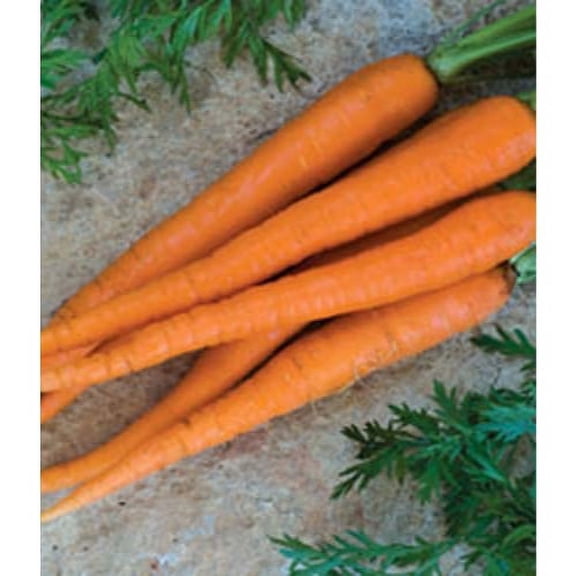 Carrot Imperator 58 Great Heirloom Vegetable BULK 60,000 Seeds