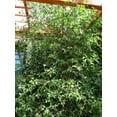 thumbnail image 2 of 15 CHOCOLATE VINE Edible Fruit Akebia Trifoliata Flower Ornamental Climber Seeds, 2 of 10