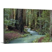 Great BIG Canvas | "Redwood Forest II" Canvas Wall Art - 36x24
