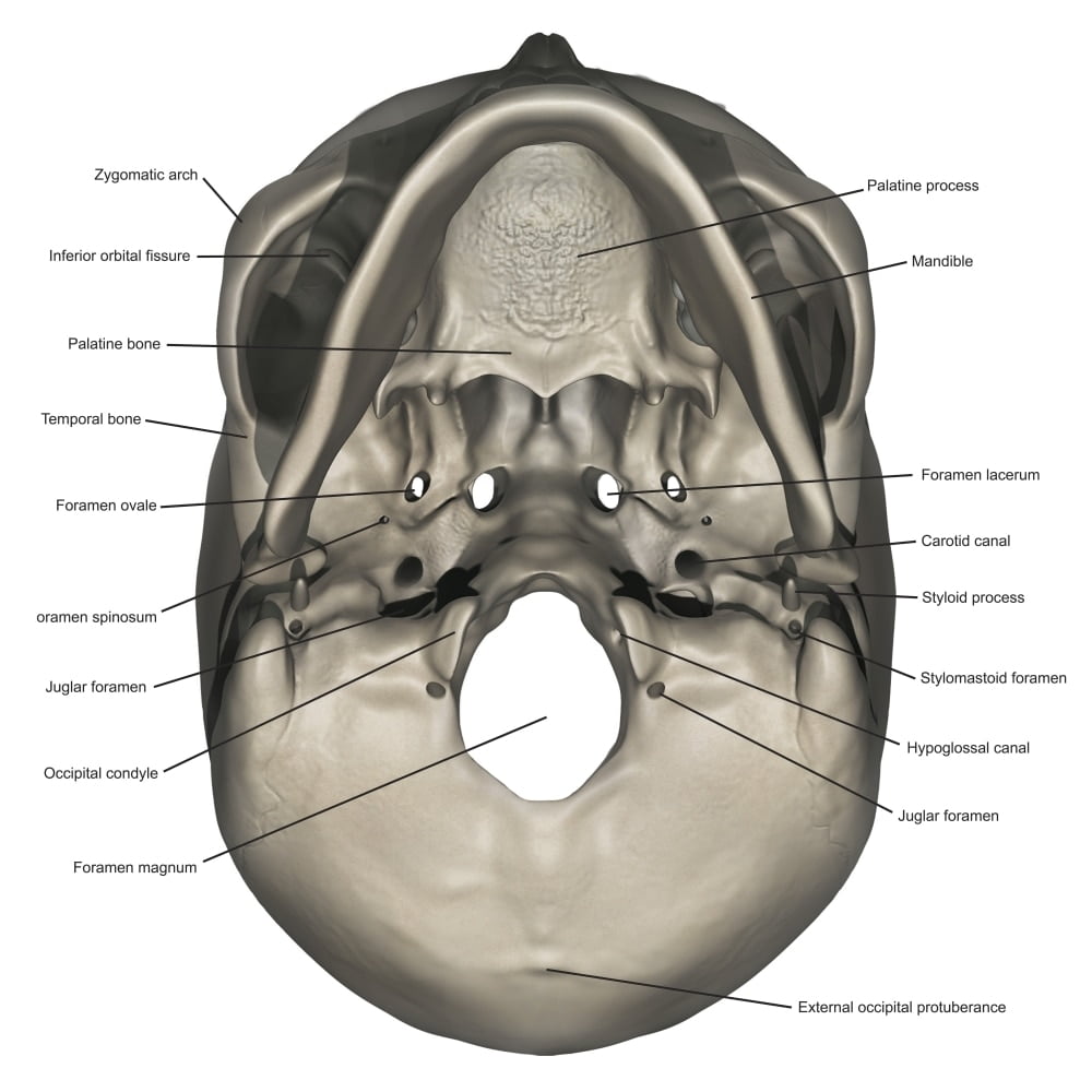 Inferior view of human skull anatomy with annotations Poster Print by