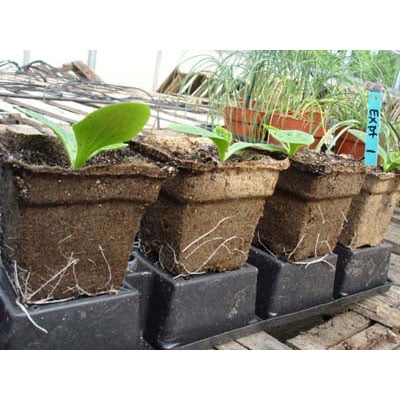Cow Pots - Environmentally Friendly Made from 100% Composted Cow Manure - 4