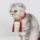 thumbnail image 4 of Collar para Mascotas jinwen Adorable Gato Pajarita de Navidad Bufanda de Año Nuevo rojo, 4 of 8