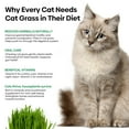 thumbnail image 2 of Groundio Cat Grass Seeds, 4 Oz, MVR1&nbsp;Non-GMO Wheat Cat Grass Seeeds & Oat Seeds Mix, High Germination Cat Grass Seeds Grown in USA for Indoor Cats, 2 of 3
