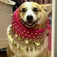 thumbnail image 5 of Dog Waist Chain Butt Curtain Clothes, 6 Colors-Passionate Puppy Shaking Hip Dance Hip Scarf Decoration, Belly Dancer Skirt for Dogs, Corgi Dog Costume Belly Dance Style with Sequin (Rose red), 5 of 6