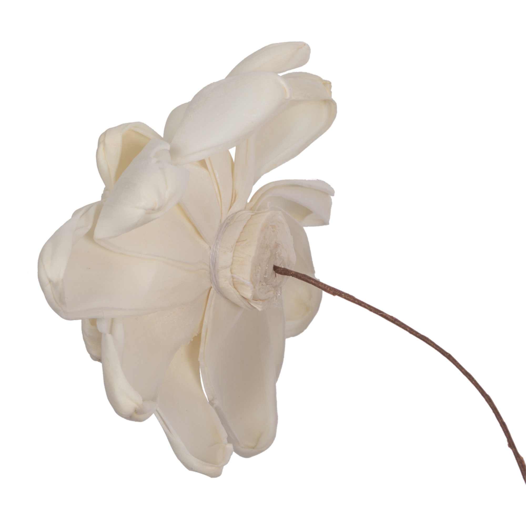 Vickerman 686263 - 4" Eleanor Sola Flower 12" Stem 12/bg (H7SFS008) Dried and Preserved Flowers