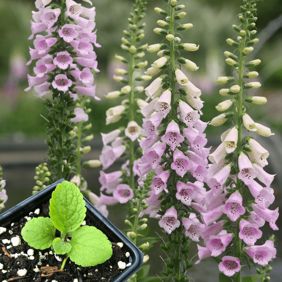 Foxglove, Garden Mix (Digitalis purpurea) Organic Starter Plant in 2.5-inch Pot by Smoke Camp Crafts - Cottage Garden Favorite