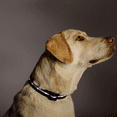 thumbnail image 5 of Led Dog Collar Light, Light Up Dog Collars, Usb Rechargeable Bright Flashing Dog Collar With, 5 of 5