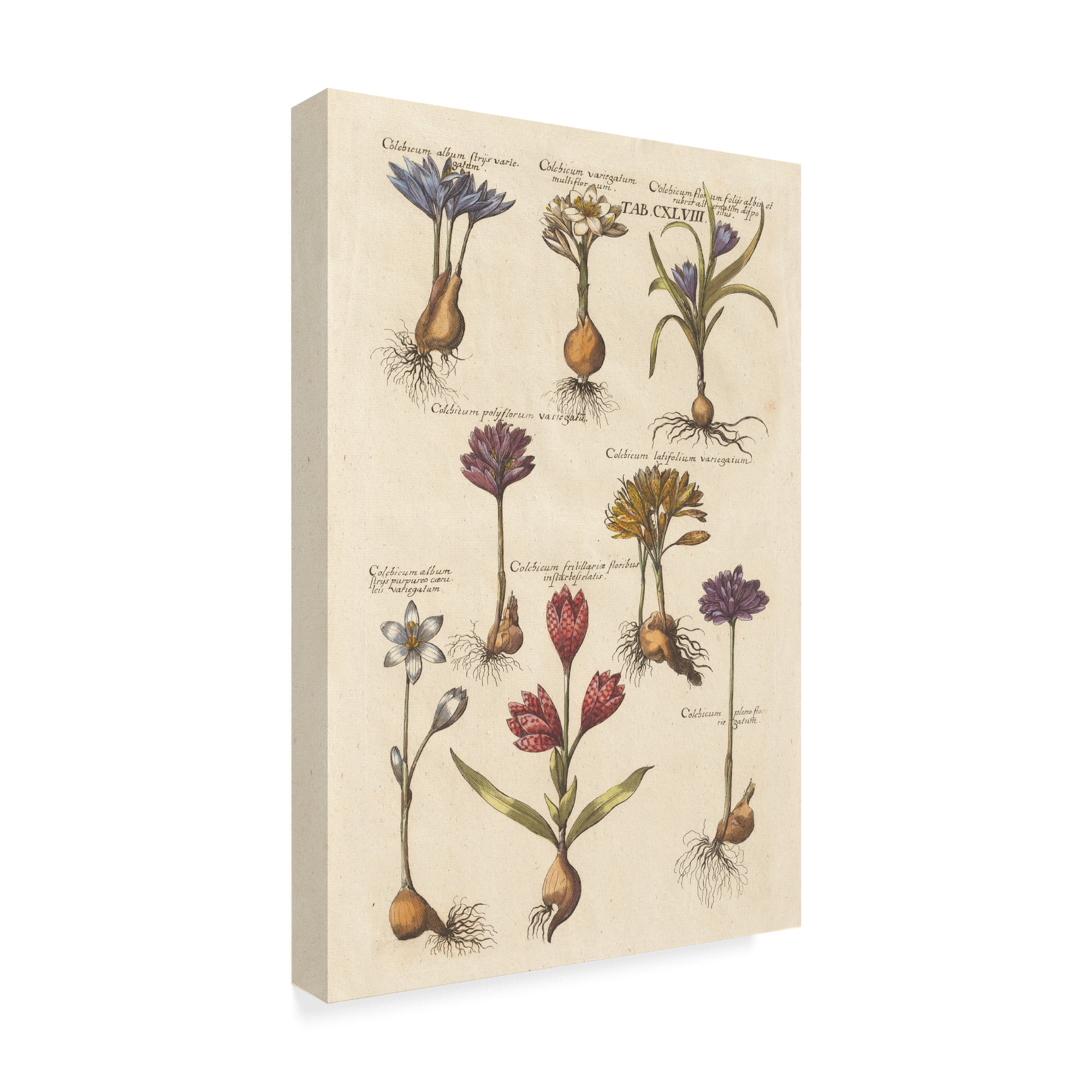 Trademark Fine Art 'Vintage Florilegium I' Canvas Art by Wild Apple Portfolio