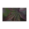 thumbnail image 2 of Gango Home Decor Autumn Maple II by Rita Crane (Printed on Paper); One 36x18in Fine Art Paper Giclee Print, 2 of 4