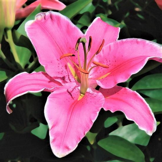 Oriental Lily Sorbonne (3 Bulbs) Pink 