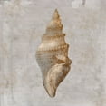thumbnail image 2 of Prime, Marcus 15x15 White Modern Wood Framed Museum Art Print Titled - Aged Sea Shells 2, 2 of 4