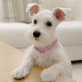 thumbnail image 3 of Collier pour Animaux de Compagnie Strass Réglable: Os Collier de Chat Sangle de Cou de Chiot avec Pendentif, 3 of 4