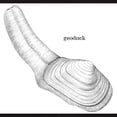 thumbnail image 3 of CafePress - Geoduck T Shirt - Men's Classic Graphic Cotton T-Shirt, 3 of 4