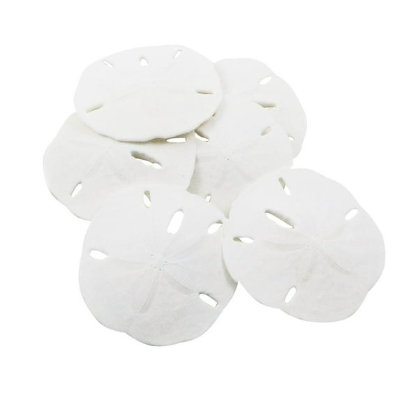 Nautical Crush Trading Sand Dollar Real Sand Dollars 2 1/2" to 3" (Set of 6) Sand Dollar Shells
