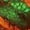 Green, variant on Funny Dragon Graphic T-Shirt Novelty Short Sleeve Crewneck Shirt