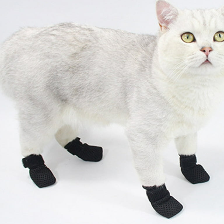 Cat hotsell wear shoes