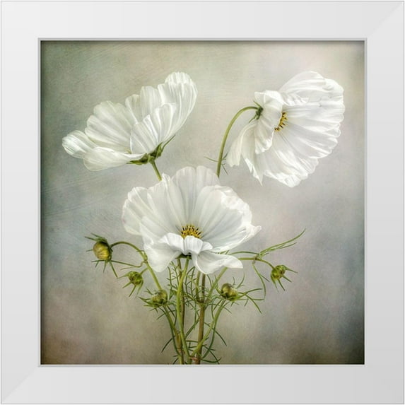Disher, Mandy 26x26 White Modern Wood Framed Museum Art Print Titled - Cosmos Charm