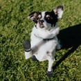 thumbnail image 2 of Waterproof Dog Shoes for Small Dogs, Puppy Booties with Reflective Straps, Anti-Slip Dogs Boots for Hot Pavement Boots, Dog Paw Protector Shoes for Indoor Hardfloors and Snowy Day (Black, 2), 2 of 7