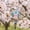 White, variant on Waste Pocket Bird Flight Wear for Outdoor Use, Flexible Diaper Outfit Fit Conure Budgie Cockatiel Peachface Parakeet Parrot