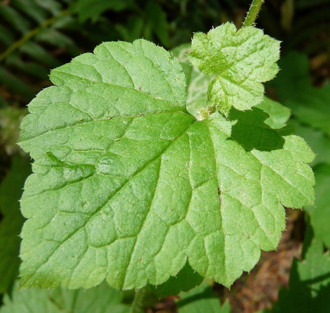Piggyback Plant Tolmiea menziesii 2.5" Pot Easy to Grow House