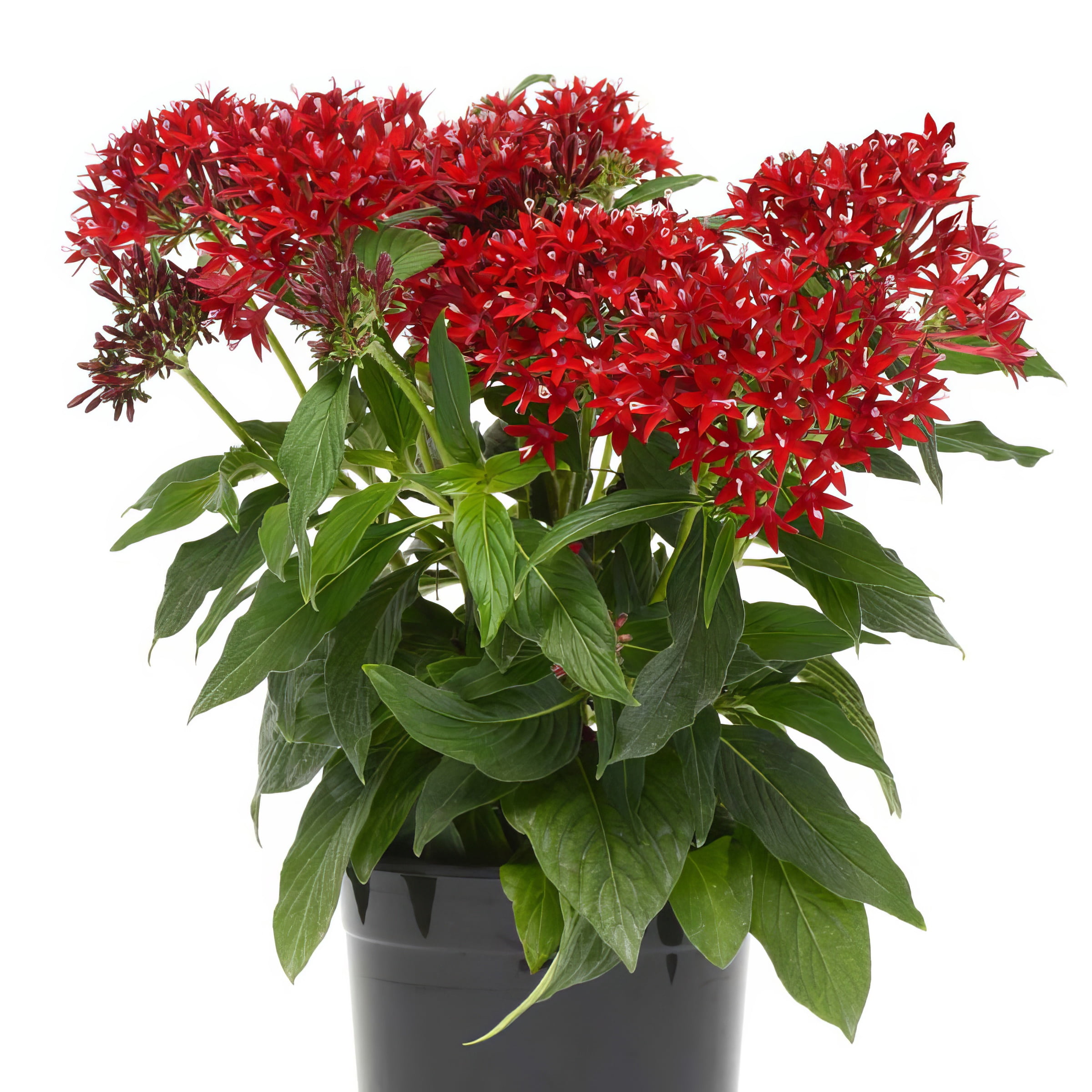 Live Annual 4" Pentas 'Lucky Star Red' (3-Pack) with Full Sunlight