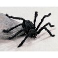 thumbnail image 1 of GIANT POSEABLE HAIRY HALLOWEEN SPIDER - Over 3 Feet Wide, 1 of 1