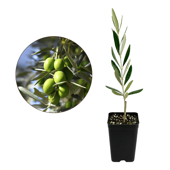 My Shelfie – Mission Olive Tree Live (Olea europaea), 2-Inch Pot, Drought-Tolerant Evergreen Fruit Tree for Patio and Outdoor Gardens, 1-Pack